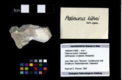 Foto (Objekt + Etikett) von Palinurus kuehni  (NHMW-GEO-1990-0041-2689)